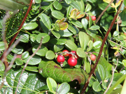 Vaccinium vitis-idaea