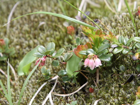 Vaccinium vitis-idaea