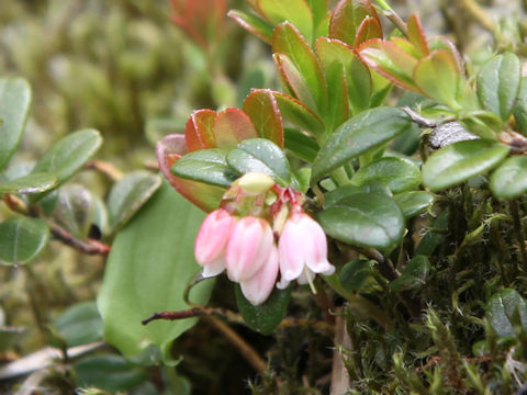 Vaccinium vitis-idaea