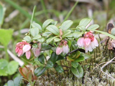 Vaccinium vitis-idaea