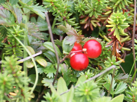 Vaccinium vitis-idaea