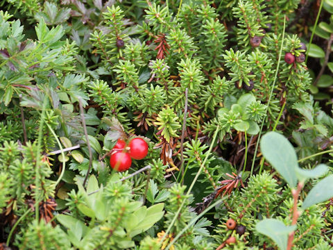 Vaccinium vitis-idaea