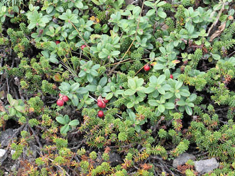 Vaccinium vitis-idaea