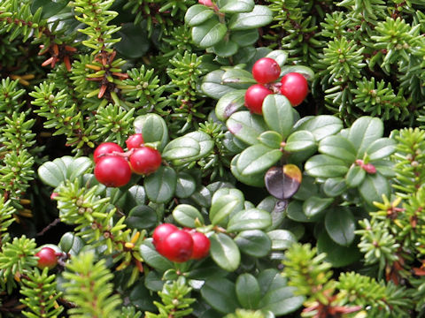 Vaccinium vitis-idaea