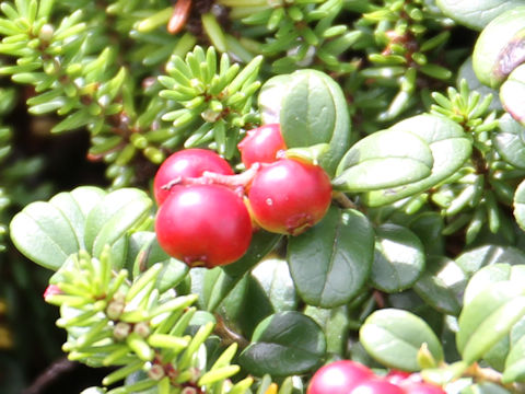 Vaccinium vitis-idaea