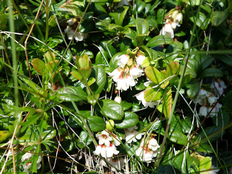 Vaccinium vitis-idaea