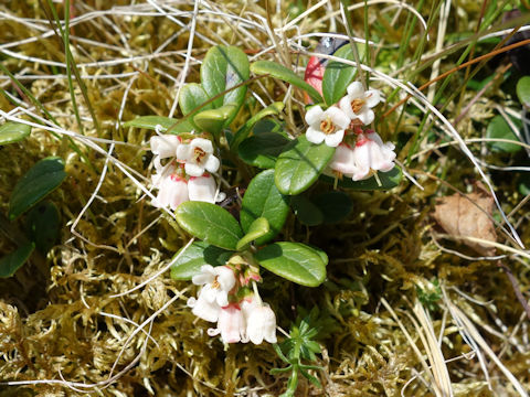 Vaccinium vitis-idaea