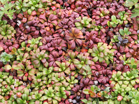 Vaccinium vitis-idaea