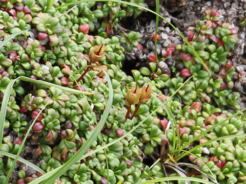 Vaccinium vitis-idaea