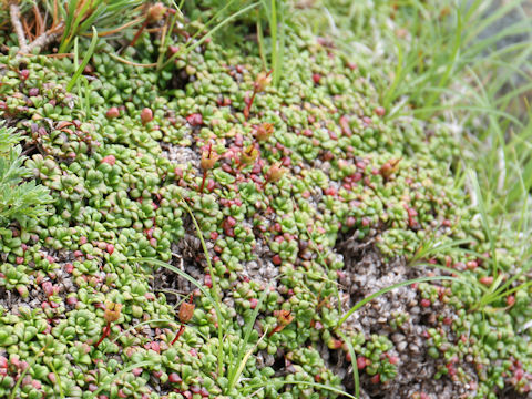 Vaccinium vitis-idaea