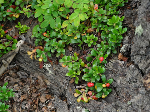 Vaccinium vitis-idaea