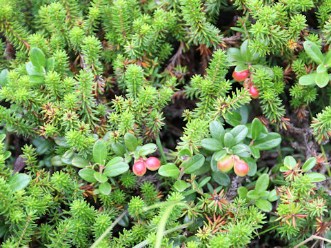 Vaccinium vitis-idaea