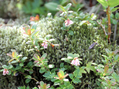 Vaccinium vitis-idaea