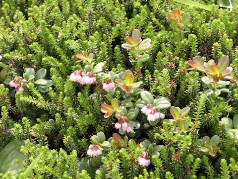 Vaccinium vitis-idaea