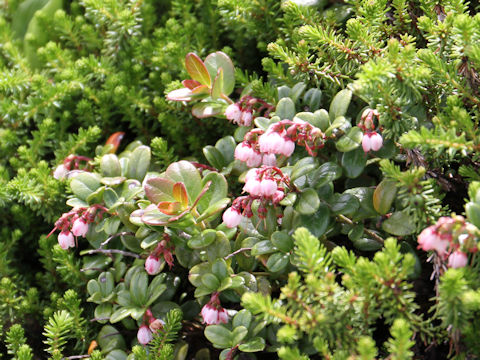 Vaccinium vitis-idaea