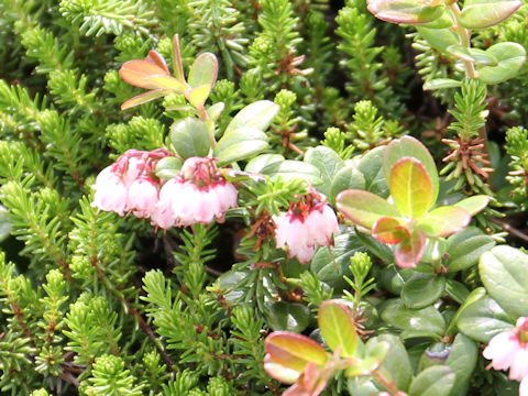 Vaccinium vitis-idaea