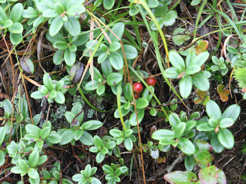 Vaccinium vitis-idaea