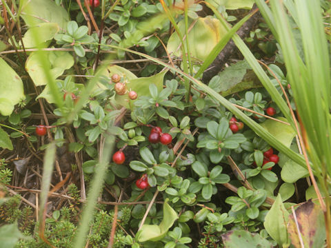 Vaccinium vitis-idaea