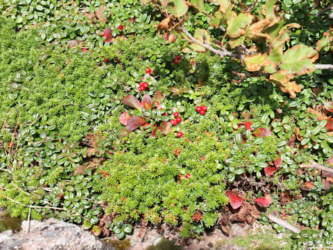 Vaccinium vitis-idaea