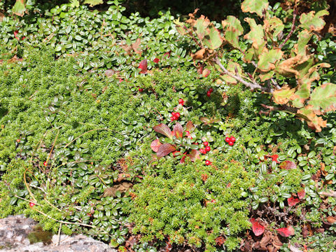 Vaccinium vitis-idaea