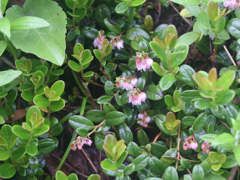 Vaccinium vitis-idaea