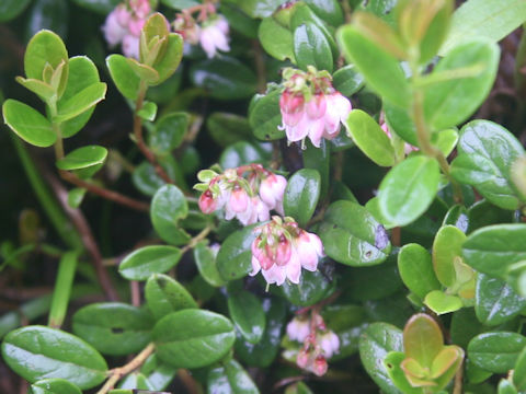 Vaccinium vitis-idaea