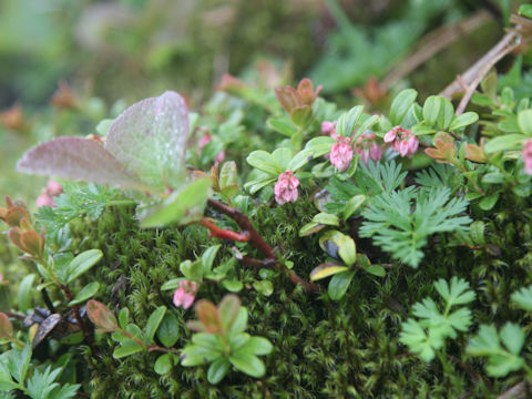 Vaccinium vitis-idaea