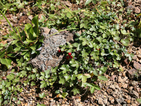 Vaccinium vitis-idaea