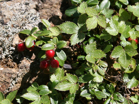 Vaccinium vitis-idaea