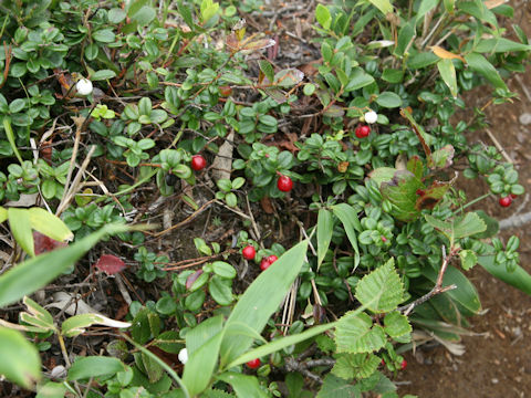 Vaccinium vitis-idaea