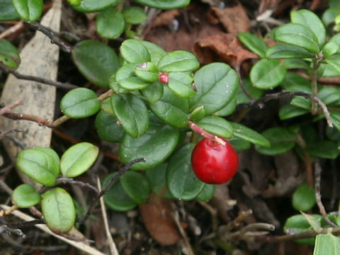 Vaccinium vitis-idaea