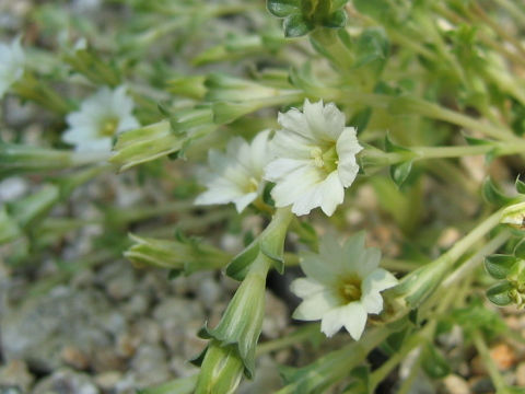 Gentiana squarrosa