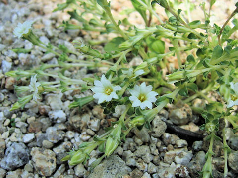 Gentiana squarrosa