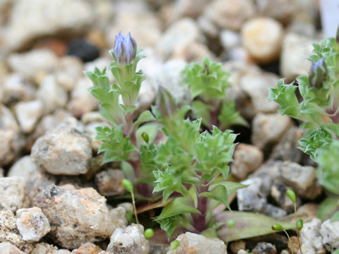 Gentiana squarrosa