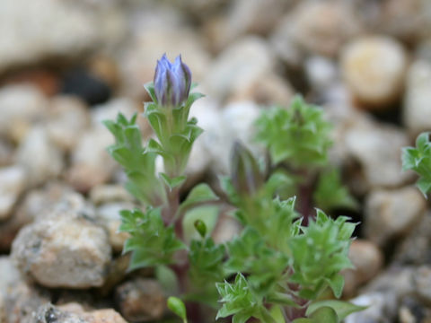 Gentiana squarrosa