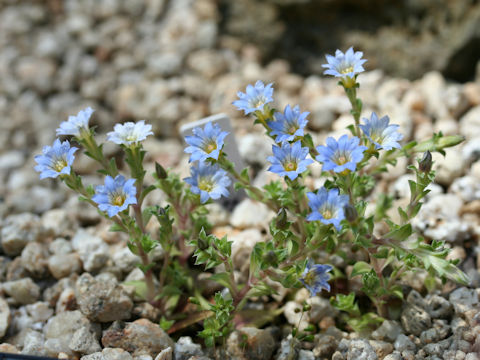 Gentiana squarrosa