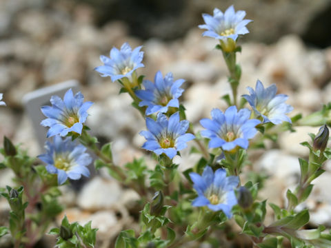 Gentiana squarrosa