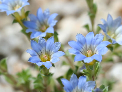 Gentiana squarrosa