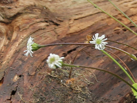 Lagenophora lanata