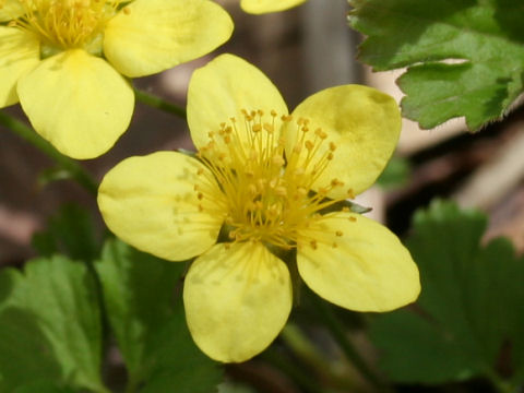 Waldsteinia ternata