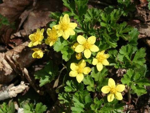 Waldsteinia ternata