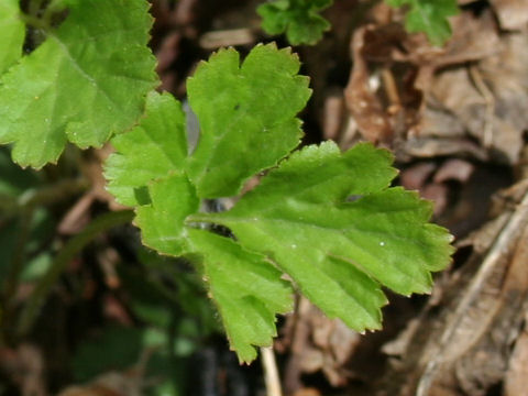 Waldsteinia ternata