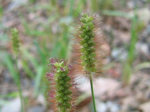 Setaria pallide-fusca