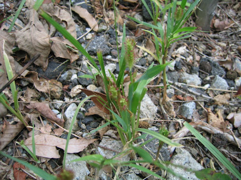 Setaria pallide-fusca