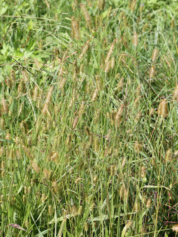 Setaria pallide-fusca