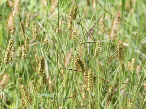 Setaria pallide-fusca