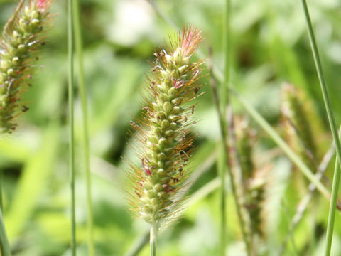 Setaria pallide-fusca