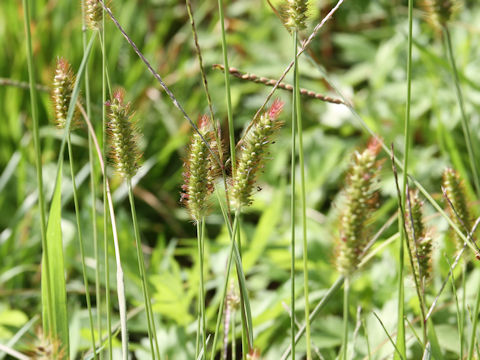 Setaria pallide-fusca