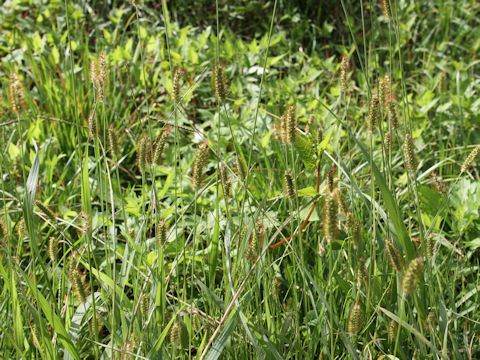 Setaria pallide-fusca