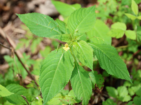 Impatiens parviflora